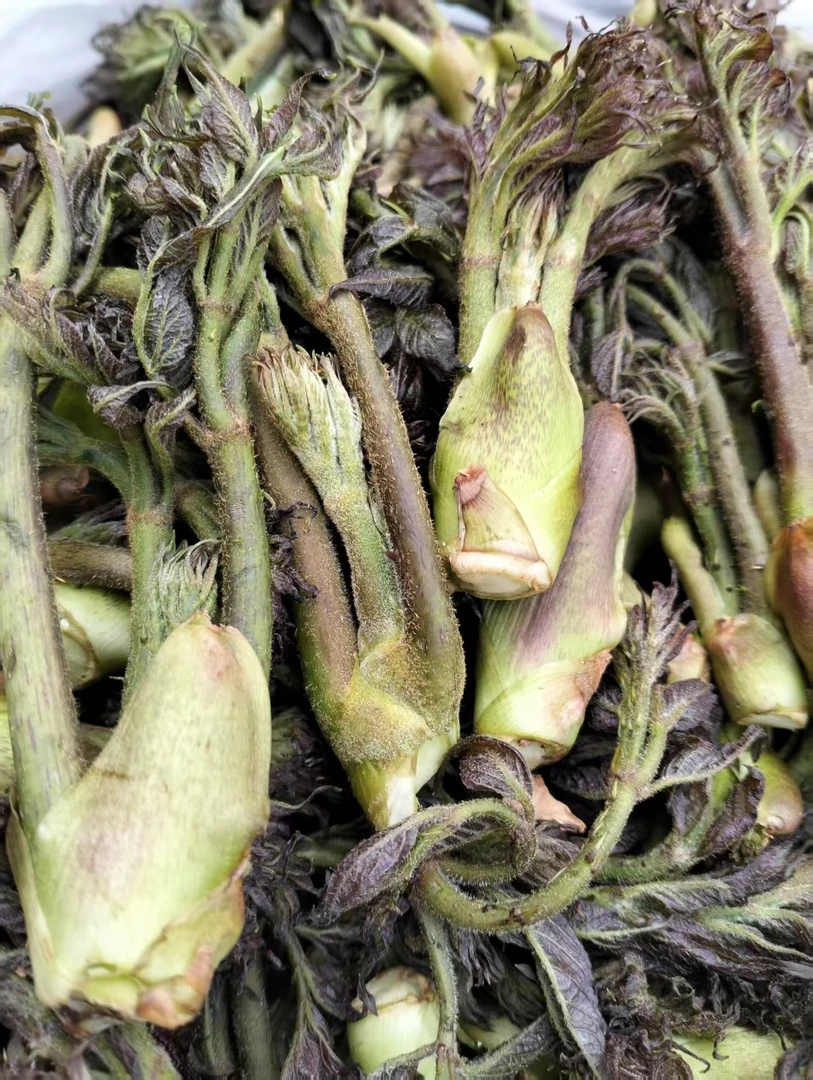 刺老芽（顺丰空运）