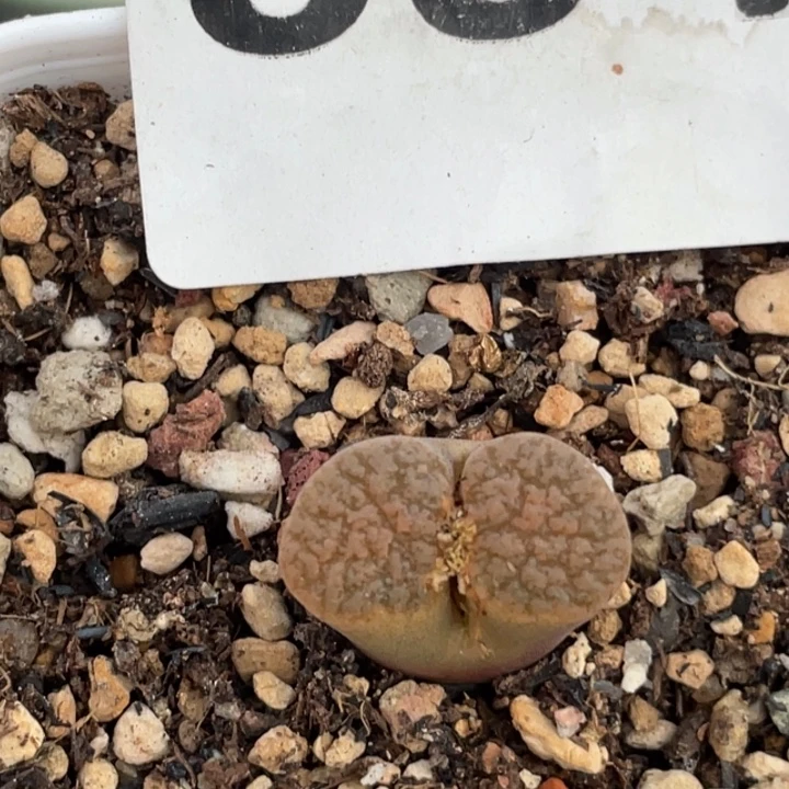 534磁铁风铃带盆母本