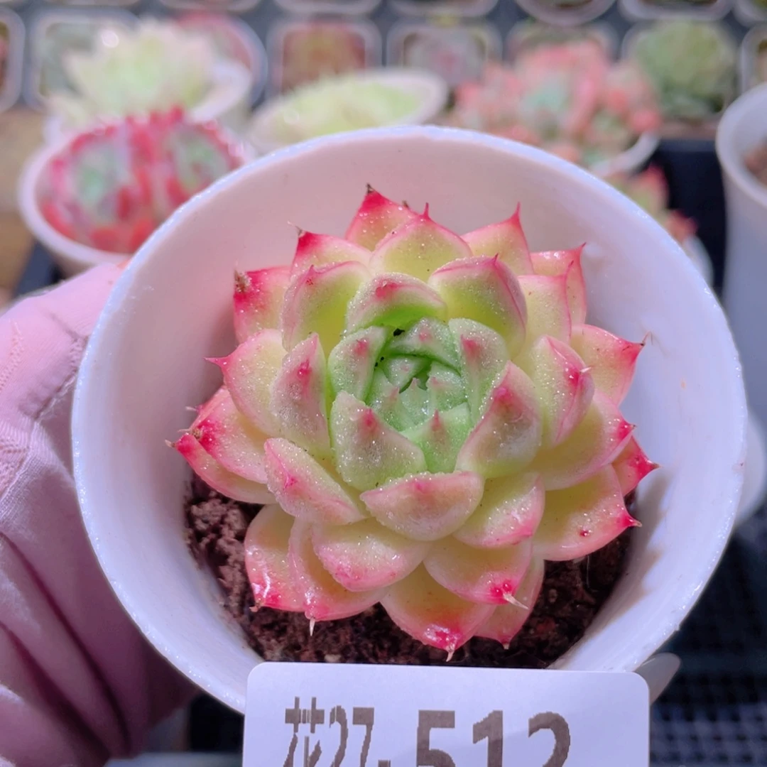 花利美27-512麦秆
