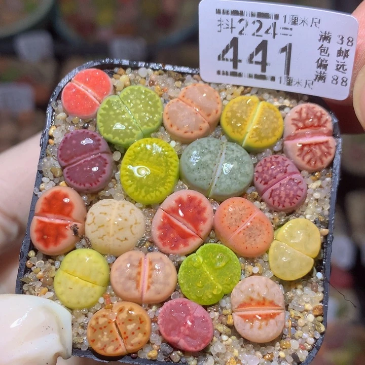 精品生石花224.441