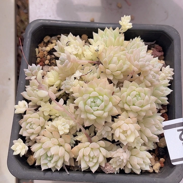 粉蔓锦2792多肉植物