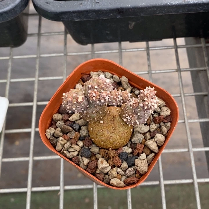 伯克利和格蕾纳等著名音乐