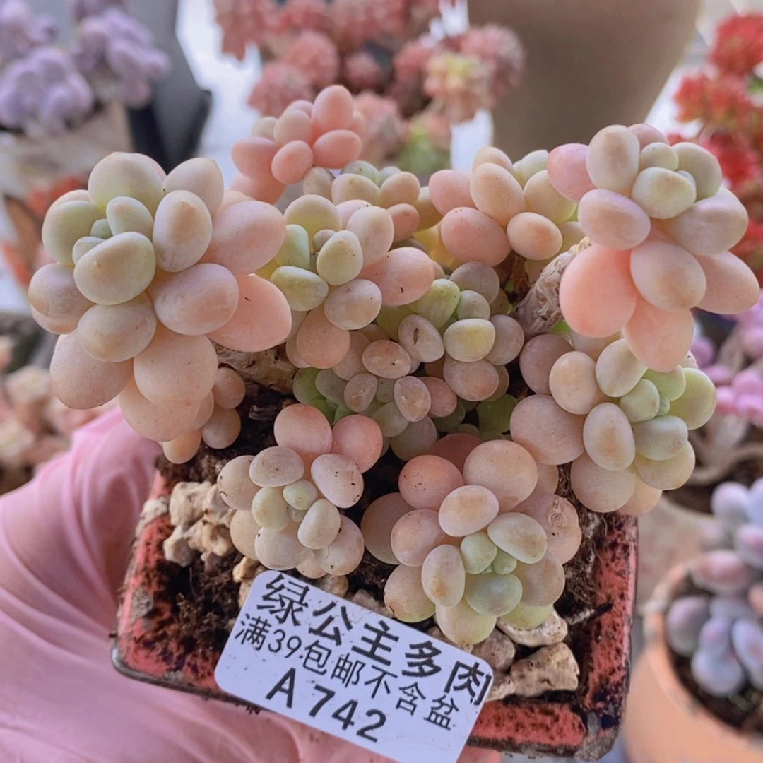 洛可可8cm742多肉植物