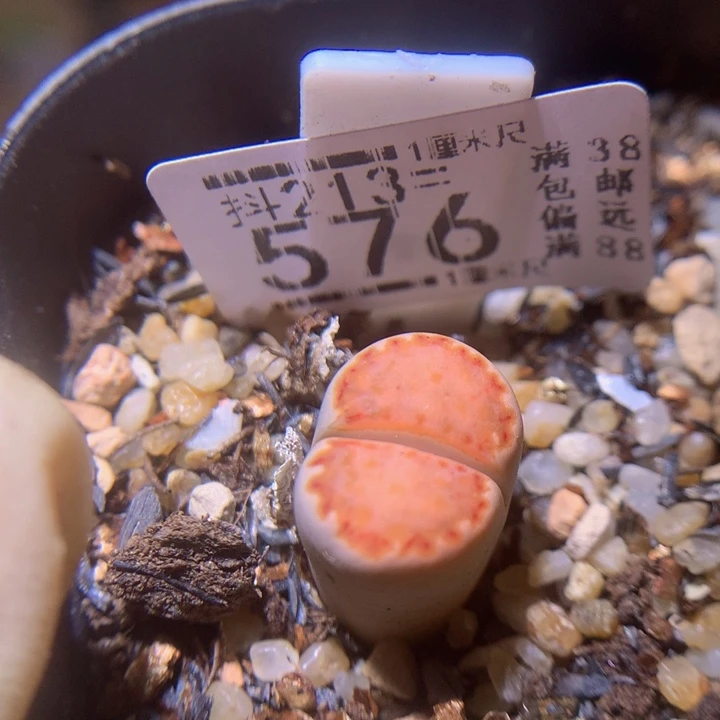 精品生石花213.576高特