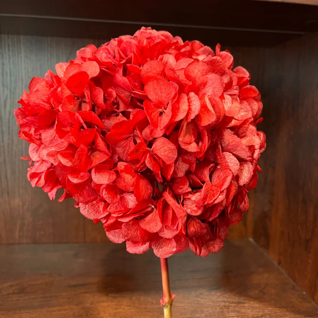 QU红色永生绣球直径22cm以上餐桌边几斗柜大叶绣球永生花（不带瓶）