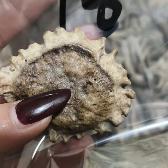 初***晨鹿角鹿角鹿角鹿角鹿角鹿角
