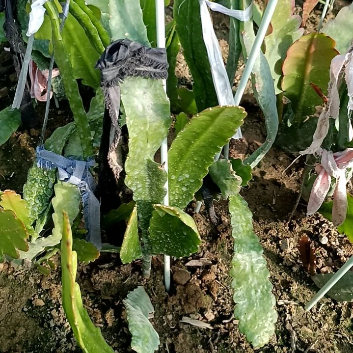 雪*令箭何花东北小粉