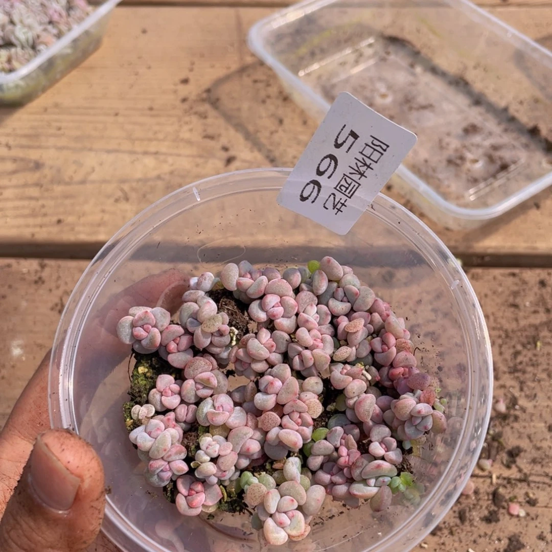 量拍多肉植物多肉植物566