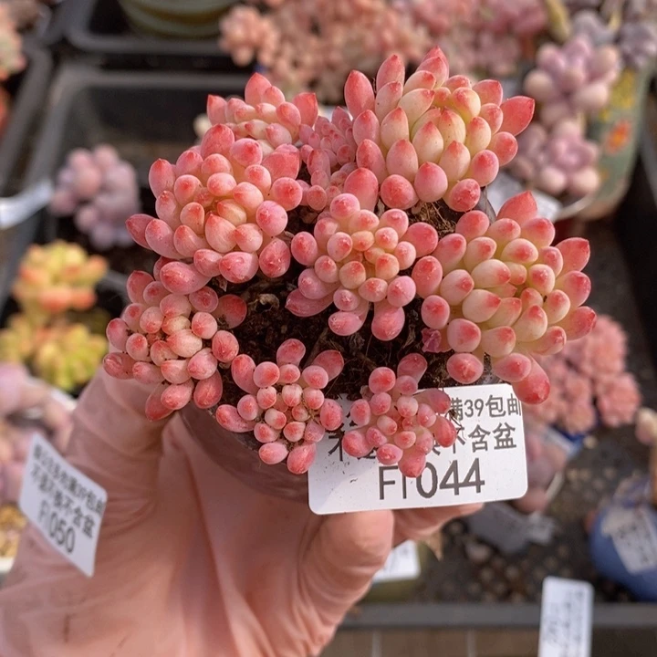 烟花5cm1044多肉植物