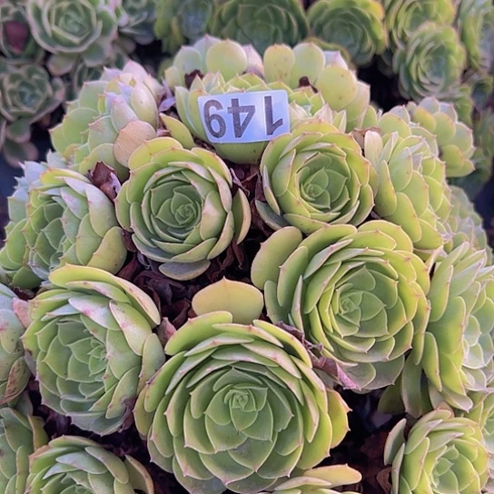 你***呀多肉植物一个沙拉碗