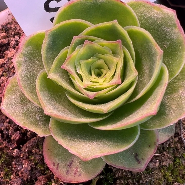 三碗陈陈059   土豪框蕾丝芳华x帕美x黄金体x各种