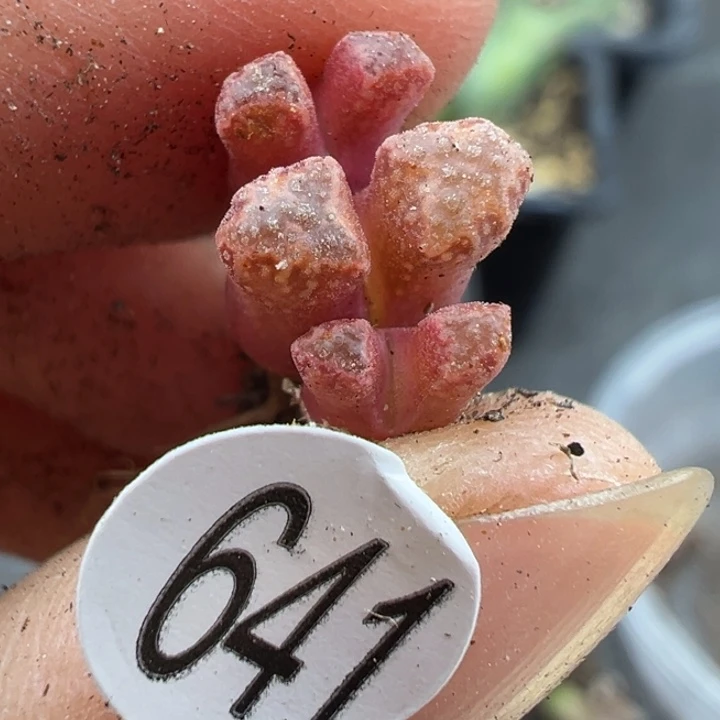 641干这颗多肉有点好看