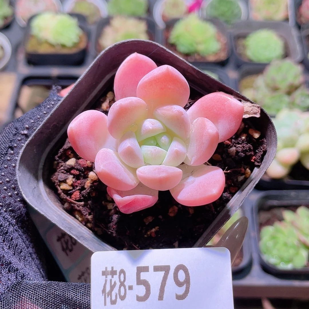 花利美8-579奶糖单头