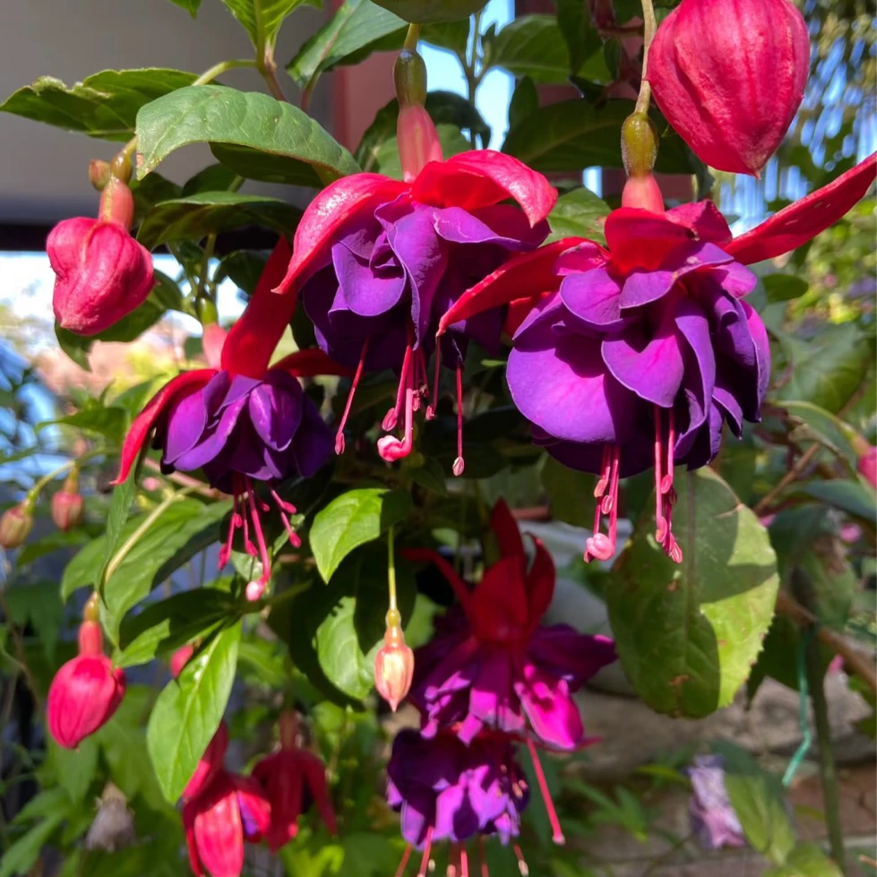 倒挂金钟紫色【13cm盆径】