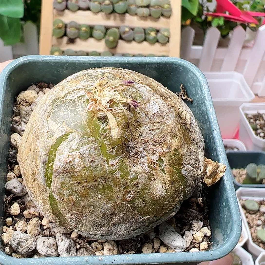 4.6厘米灯泡特……………………………