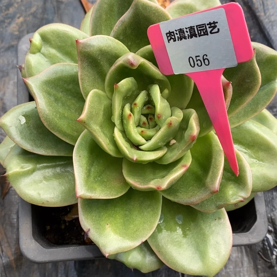 x056-多肉植物 狮子王