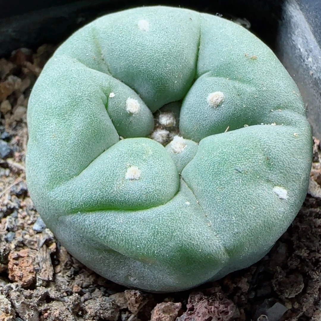 137实生草球多肉3.5厘米