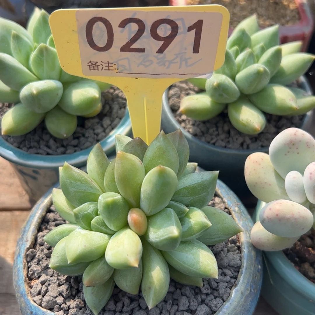 重楼群生多肉植物