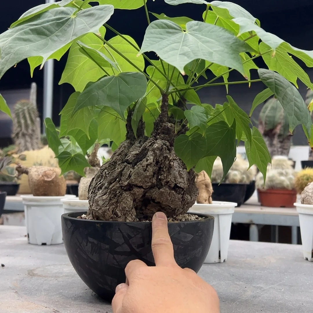 不***翁大火桐66666888888