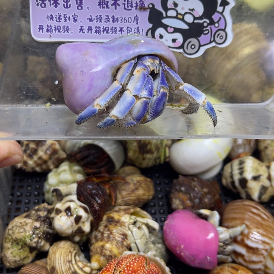 绝绝子紫陆寄居蟹包活到家2.3口