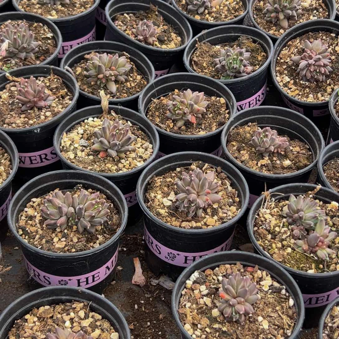 6颗美人系列多肉植物