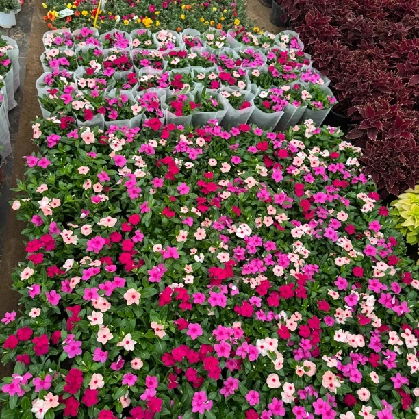 长春花天天开盆栽耐热且花期长花量多