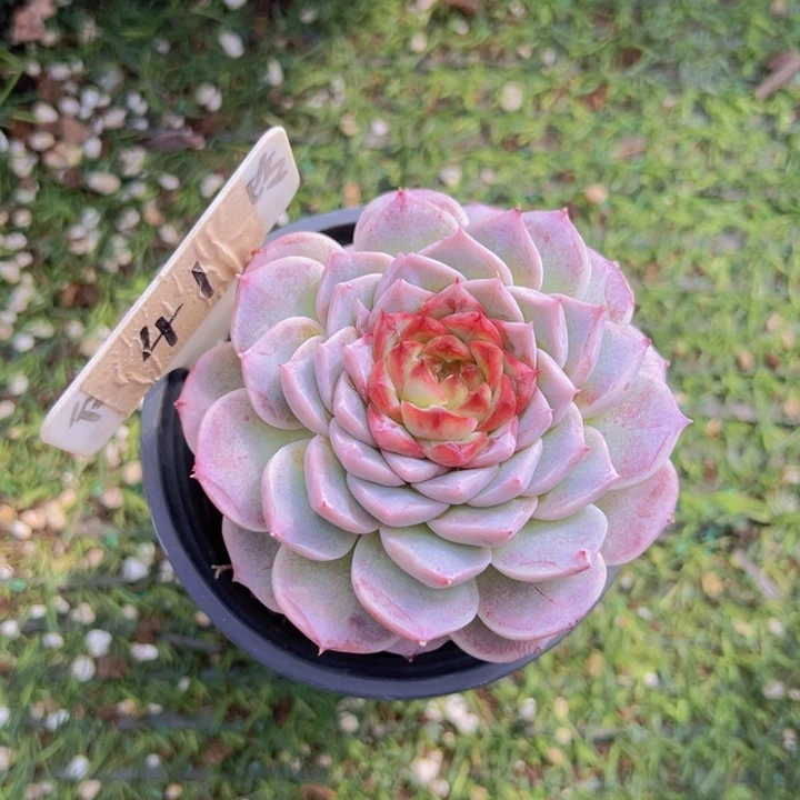 健健康康平平安安