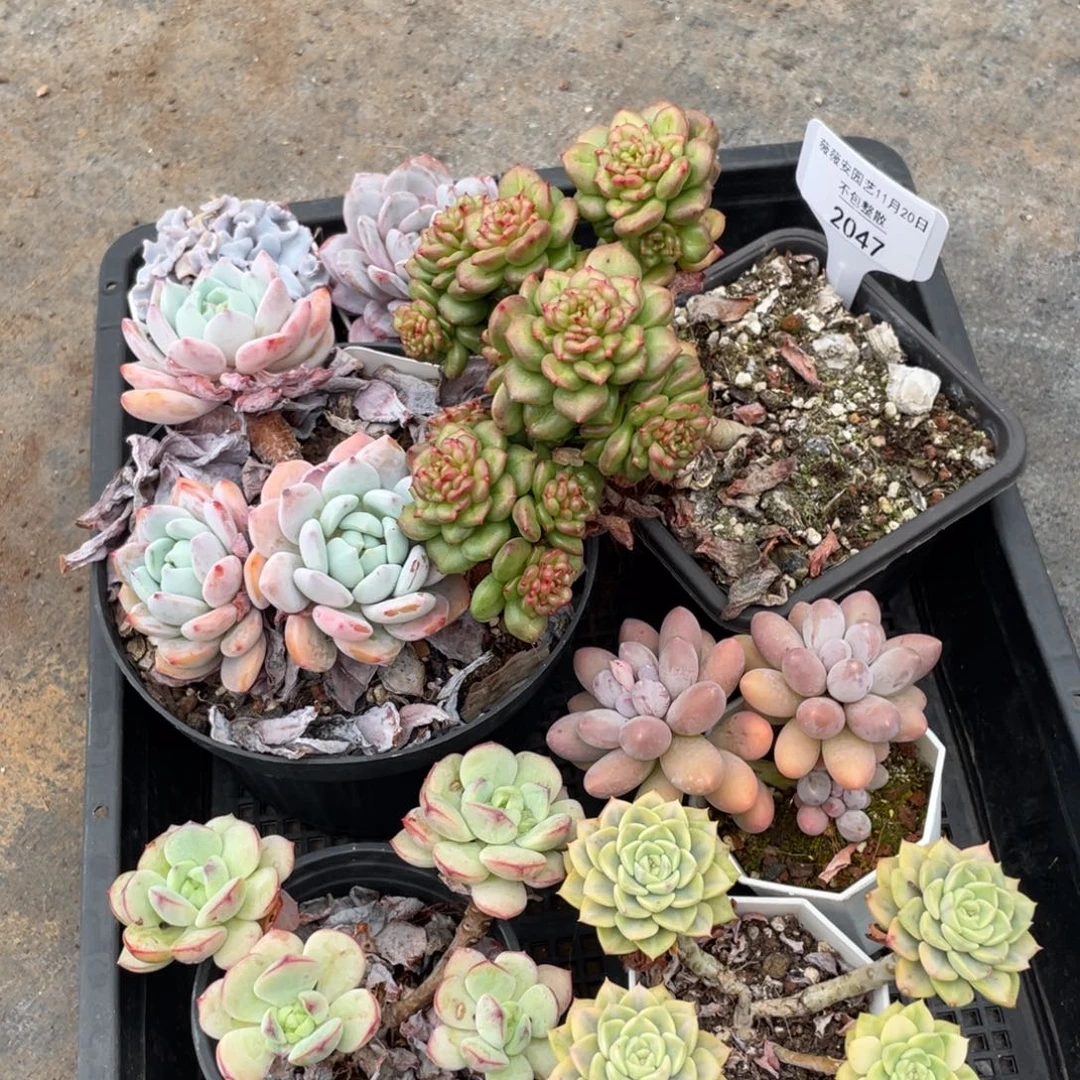 不包整散 盆子不售后2047