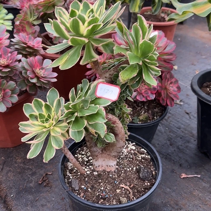 娅***娅精品多肉植物0127