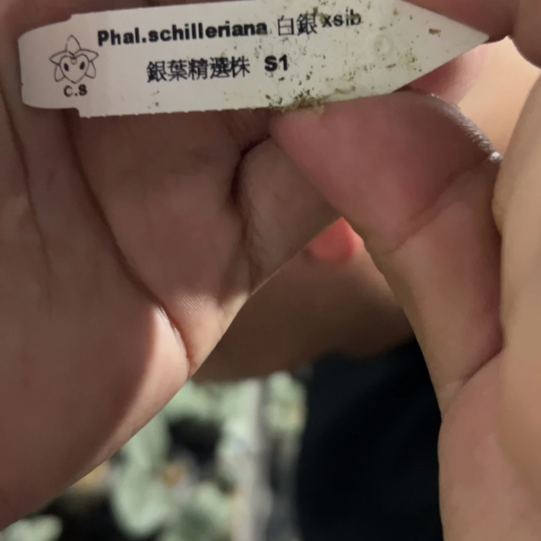 完全开放银叶西雷利弱根