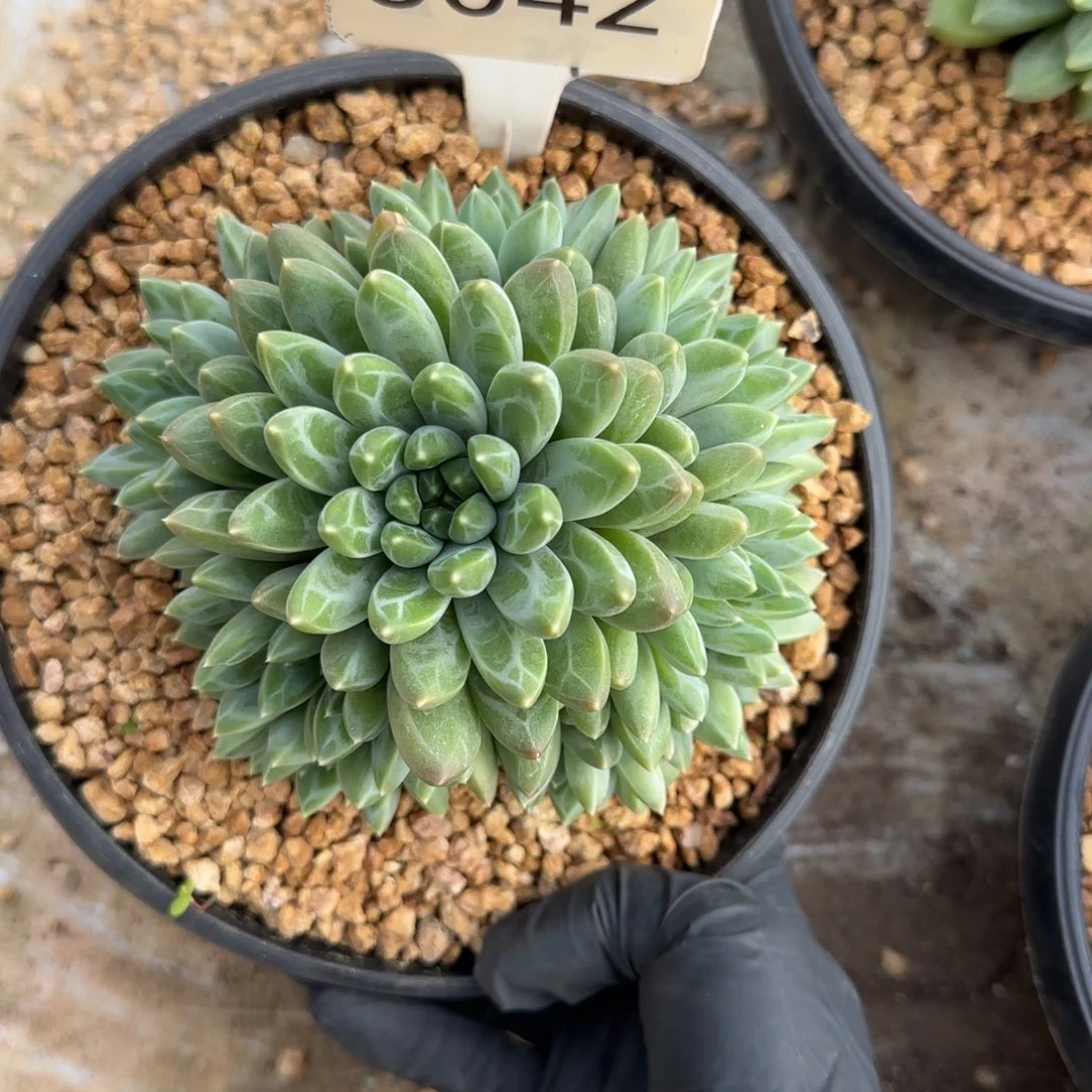 平***淡5042、         雨花石