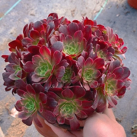 986安娜锦多肉植物