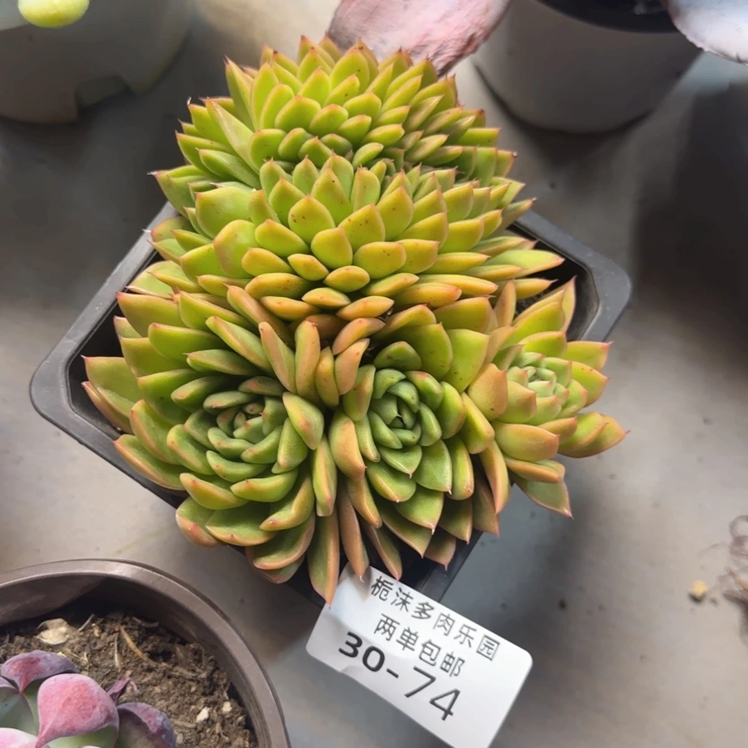 陪***风30-74白蜡东云缀多肉植物