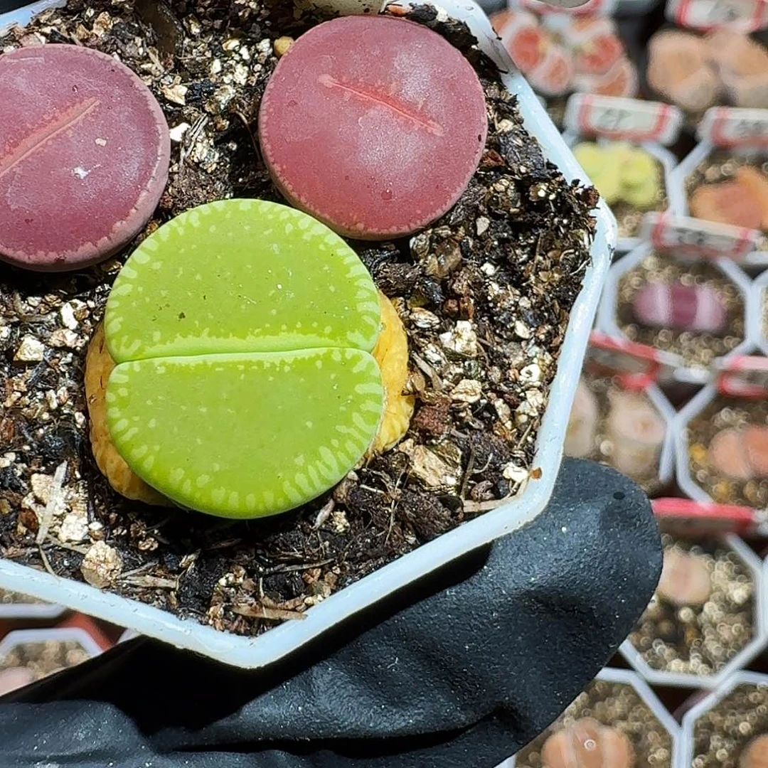 h****e生石花333:：：。  25