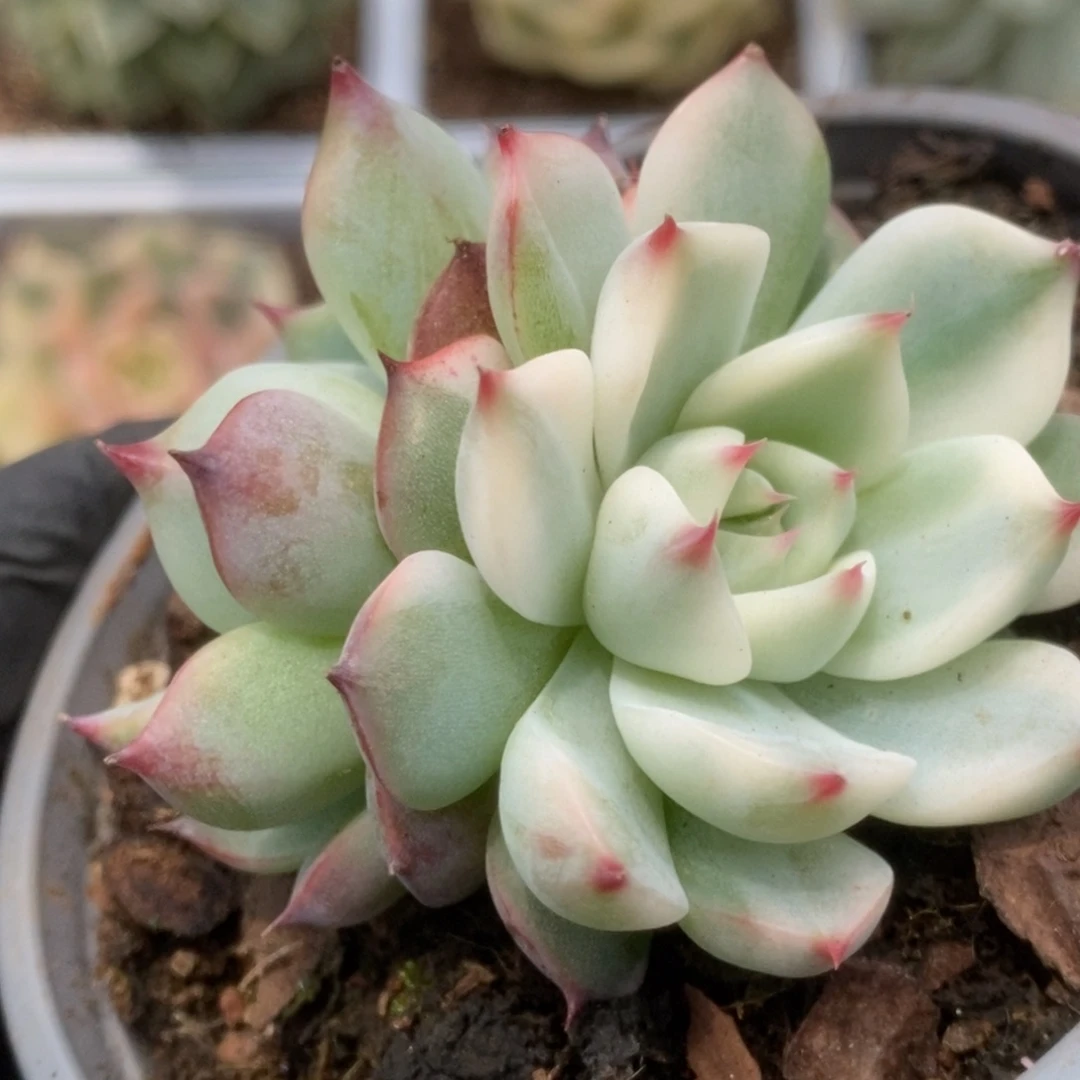 029锦锦锦锦锦锦锦锦锦锦