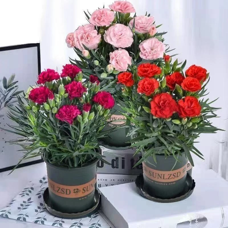 三盆三色康乃馨盆栽带花苞四季开花室内外阳台庭院好养活绿植花卉