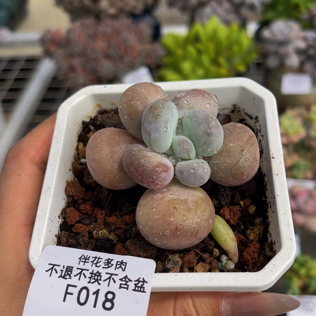 018-达摩奶多肉5cm