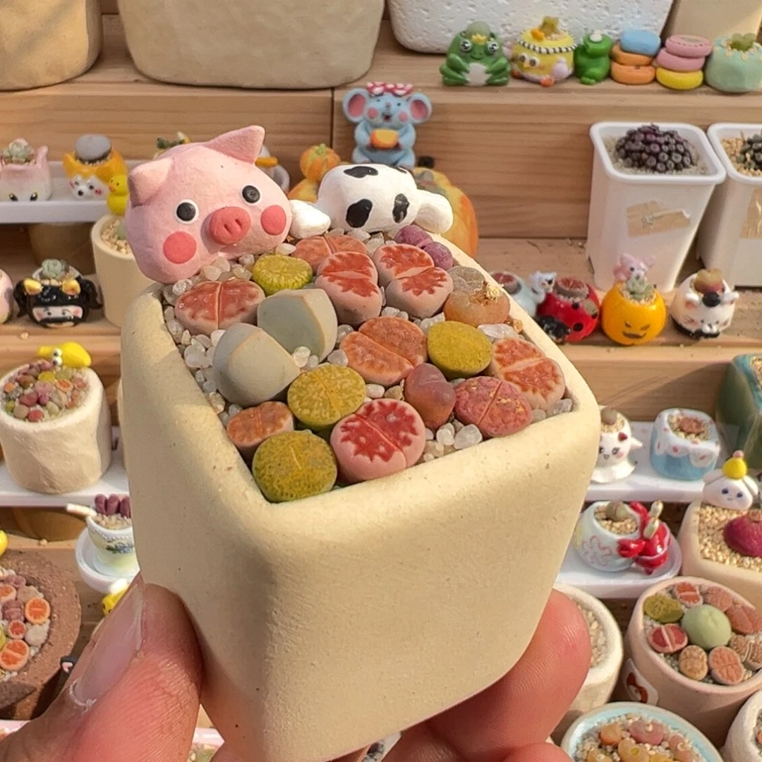 多肉植物实付9.9元包邮19号