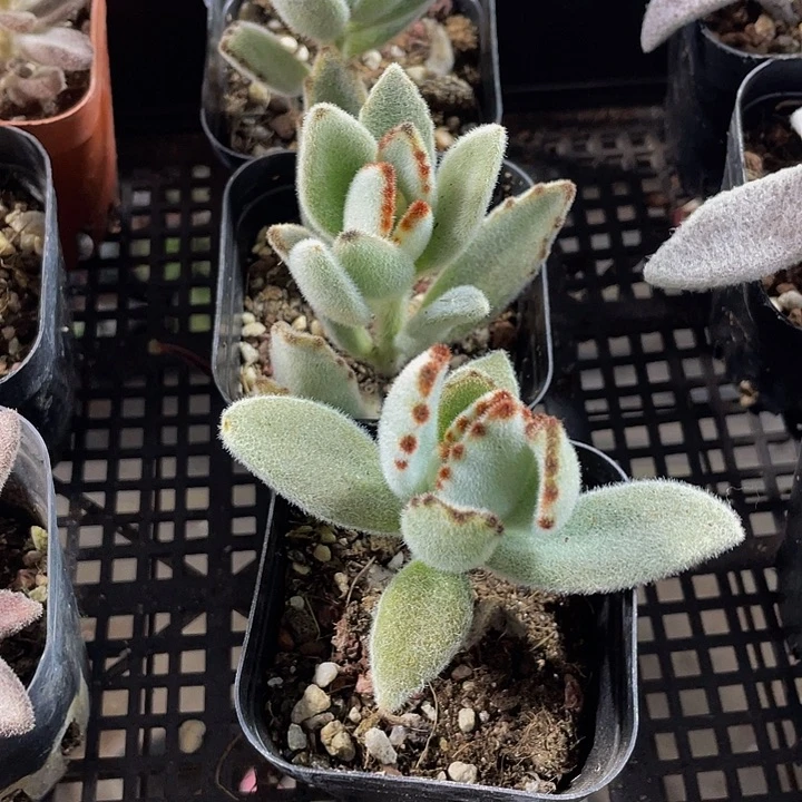 月兔2.8带盆土发货