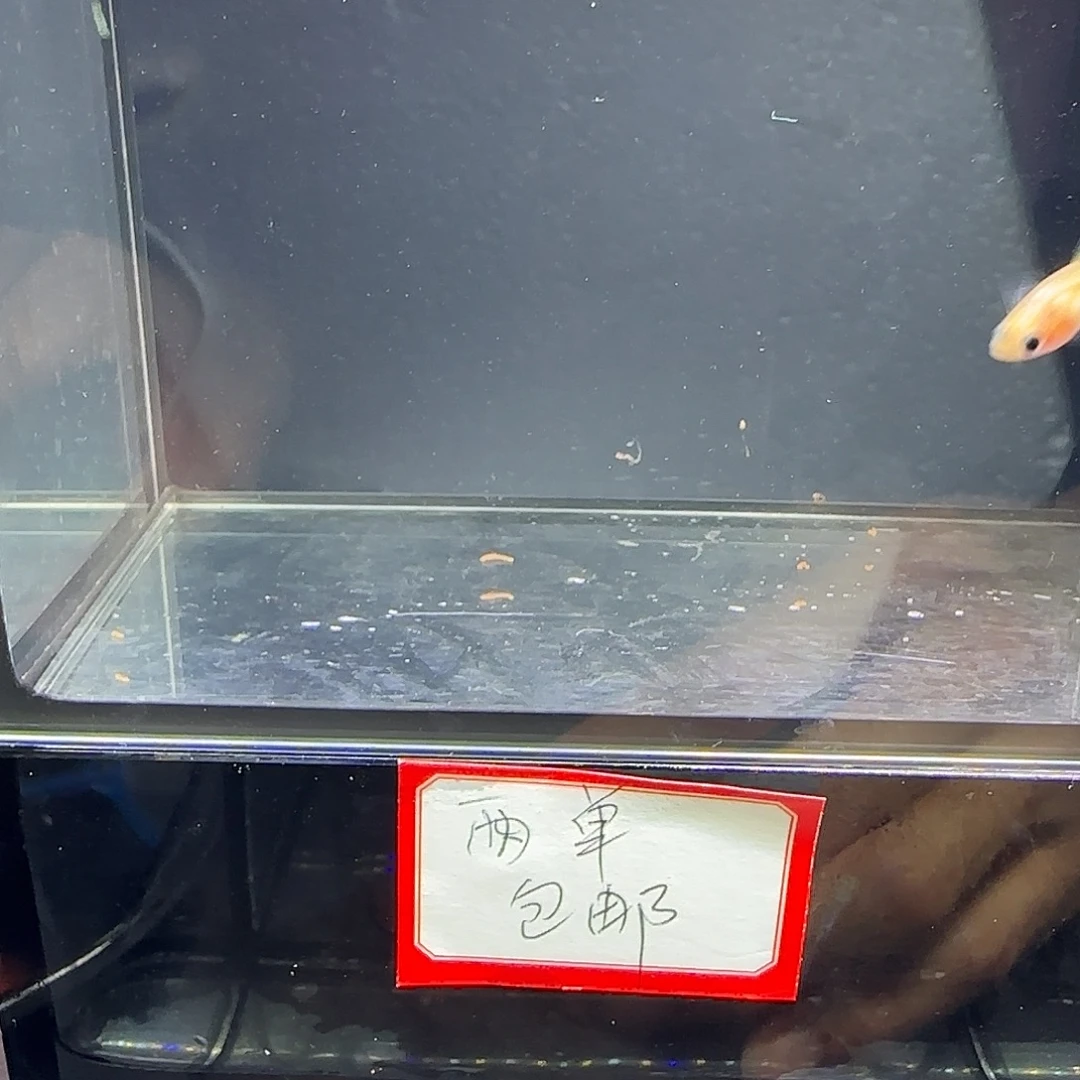 孔雀鱼黄金玻璃猫两公三母