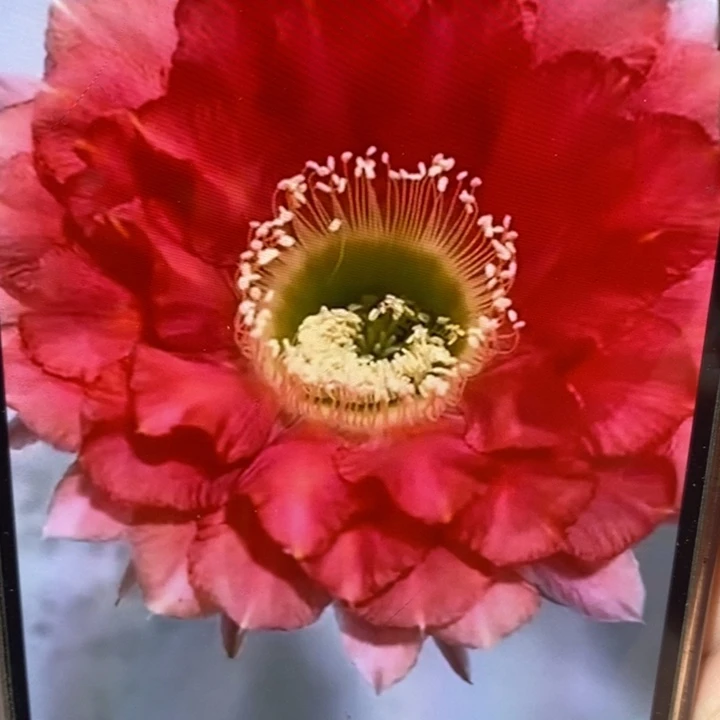 香香2547金刚和318侧芽2.5公分左右