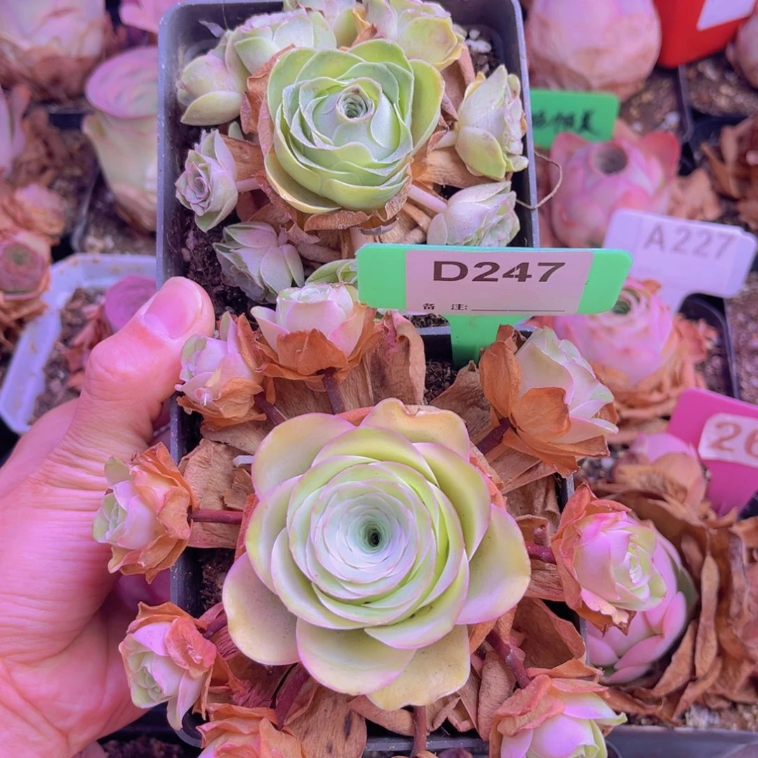 山地玫瑰脱土裸根发货247