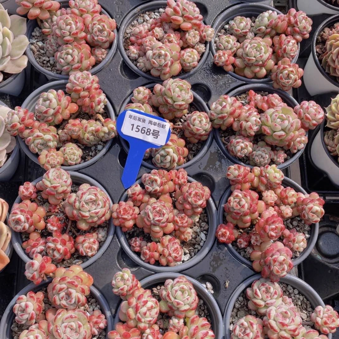 1568号萌豆大群生一个带腿