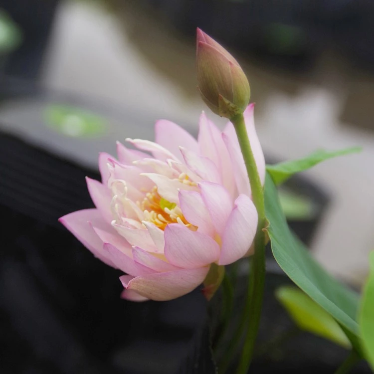 周劲松【罗衣】湖南永州直播观赏小微型窗阳台盆栽种植碗莲花种藕苗