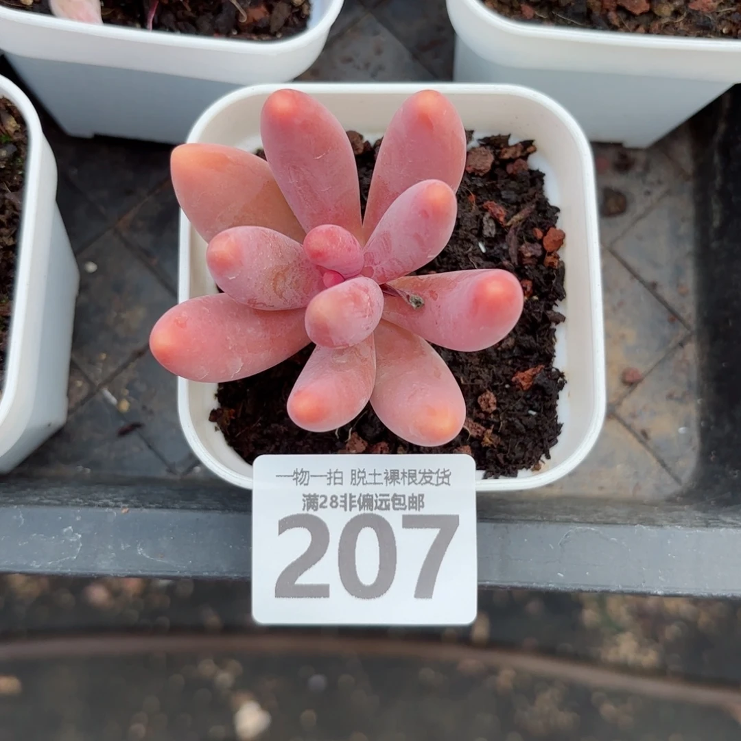 红手指无盆土发货