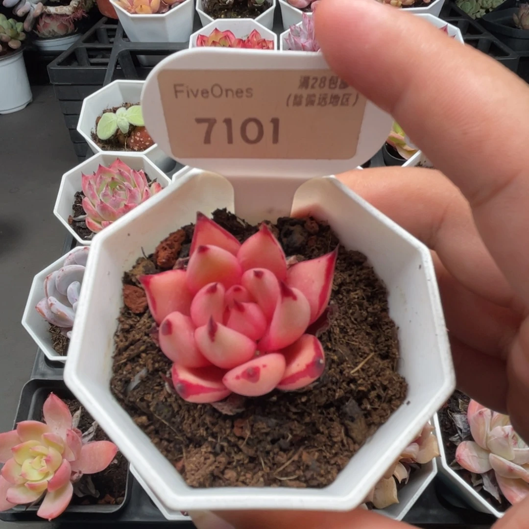 7101血 罗4.0厘米