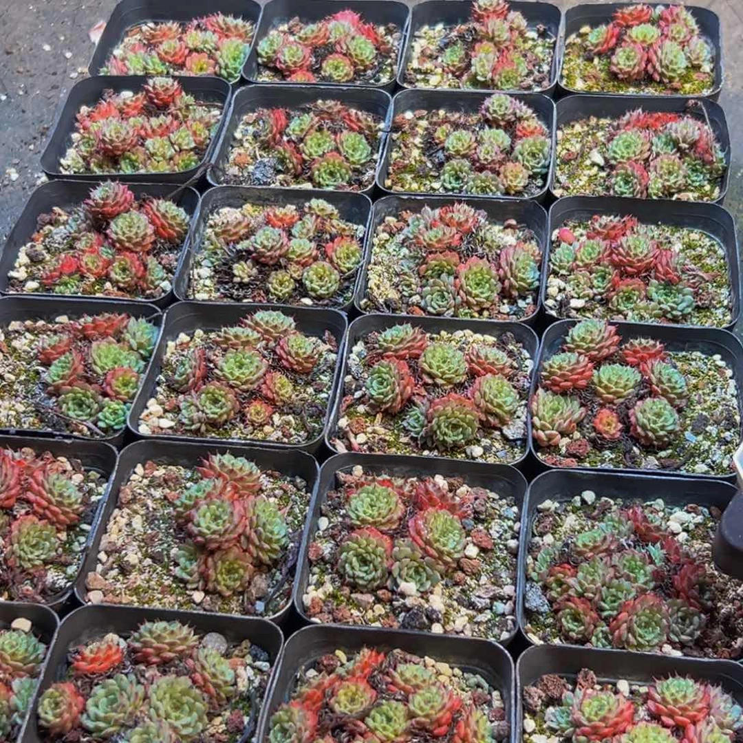 187多肉葡萄的价格是多少啊