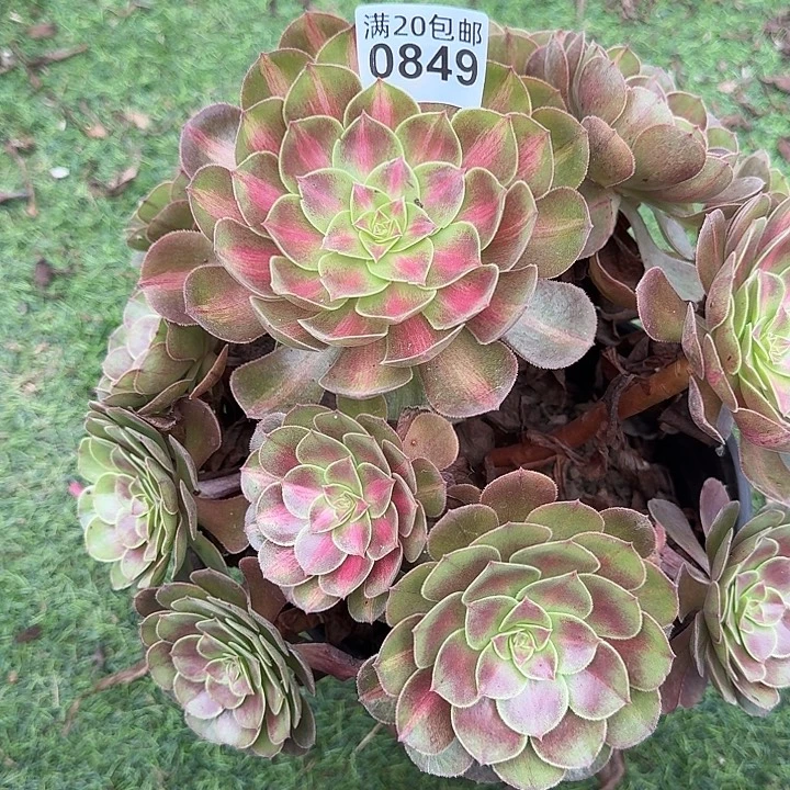 0849倾城中班多肉植物