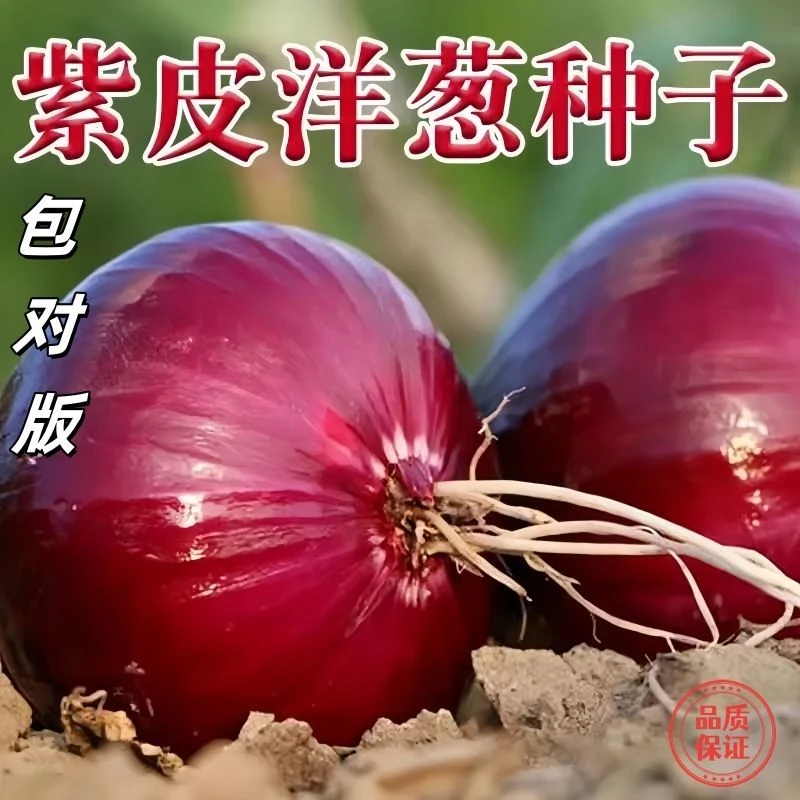 5包优选新种紫皮洋葱种子特大秋季盆栽葱种圆葱扁圆紫色蔬菜种子