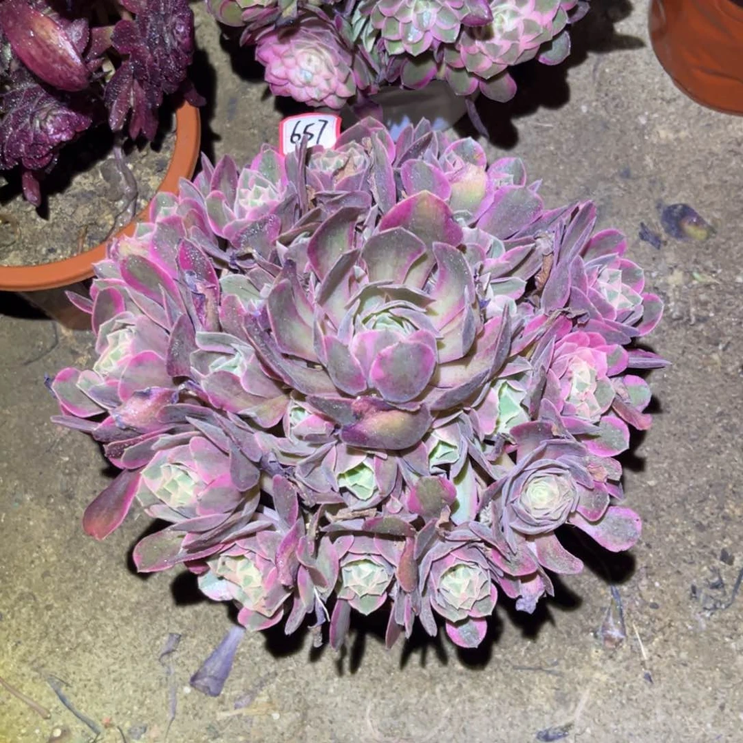 657多肉植物妖月法师